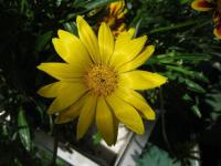 Gazánie (Gazania)