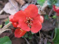 Kdoulovec japonský (Chaenomeles japonica)