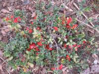 Kdoulovec japonský (Chaenomeles japonica)