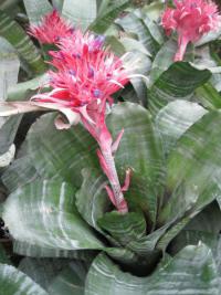 Echmea pruhovaná (Aechmea fasciata)