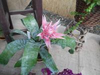 Echmea pruhovaná (Aechmea fasciata)