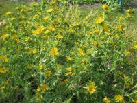 Ostnatec středozemní (Scolymus hispanicus)