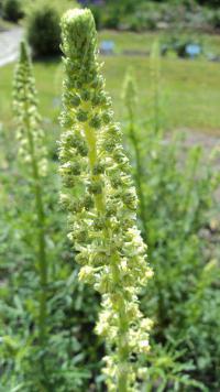 Rýt vonný (Reseda odorata)