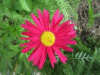 Kopretina řimbaba (Chrysanthemum coccineum)