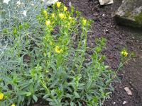 Len žlutý (Linum flavum)