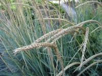 Pýrovník písečný (Leymus arenarius)