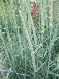 Pýrovník písečný (Leymus arenarius)