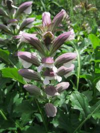 Paznehtník měkký (Acanthus mollis)