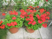 Pelargonie páskatá (Pelargonium zonale)