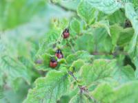 Mandelinka bramborová (Leptinotarsa decemlineata)