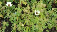 Ibišek trojdílný (Hibiscus trionum)