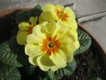 Prvosenka bezlodyžná (Primula vulgaris)
