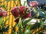 Lilie 'Black Beauty' - OT hybridy