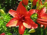 Lilie 'Aberdeen' - Asijské hybridy vysoké (Lilium)