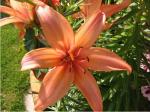 Lilium x hybridum  'Peach Dwarf' - lilie