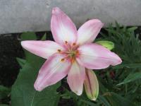 Lilie 'Tiny Todd' - Asijské hybridy nízké