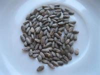 Ostropes trubil (Onopordum acanthium)