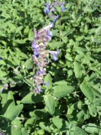 Šanta hroznovitá (Nepeta racemosa)
