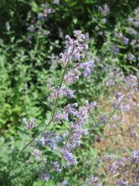 Šanta hroznovitá (Nepeta racemosa)
