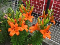 Lilie 'Bursa' - Asijské hybridy vysoké