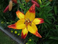 Lilie 'Cancun' - Asijské hybridy vysoké (Lilium)
