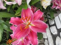 Lilie 'After Eight' - Orientální hybridy (Lilium)