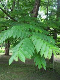 Lapina jasanolistá (Pterocarya fraxinifolia)