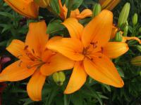 Lilie 'Compass' - Asijské hybridy vysoké