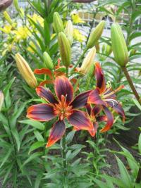 Lilium x hybridum  'Forever Susan' - lilie