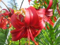 Lilium x hybridum 'Gavota' lilie květy, květenství Lilium x hybridum 'Gavota' lilie květy, květenství