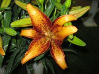 Lilie 'Kentucky' - LA hybridy