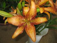 Lilie 'Kentucky' - LA hybridy