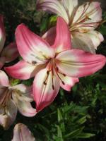 Lilium x hybridum       'Levi'  lilie květy, květenství