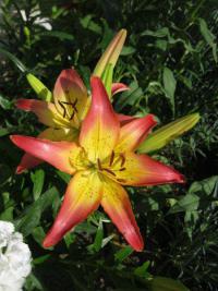 Lilie 'Oklahoma City' - Asijské hybridy vysoké