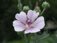 Proskurník konopný (Althaea cannabina)