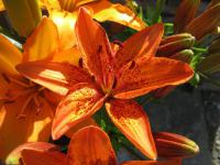 Lilium x hybridum        'Orange Pixels'  lilie květy, květenství