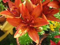 Lilium x hybridum          'Orange Pixels'  lilie květy, květenství