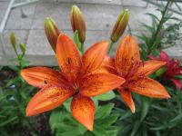 Lilium x hybridum       'Orange Pixels'  lilie květy, květenství