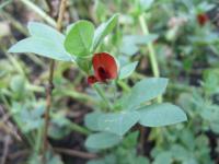 Ledenec nachový (Tetragonolobus purpureus)