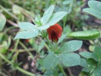 Ledenec nachový (Tetragonolobus purpureus)