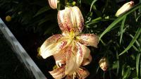 Lilie 'Tropical Breeze' - Asijské hybridy vysoké (Lilium)