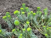 Pryšec myrtovitý (Euphorbia myrsinites)