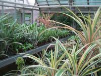 Bromeliovité (Bromeliaceae)