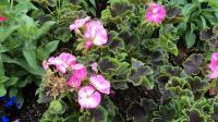 Pelargonie páskatá 'Black Velvet Rose' (Pelargonium zonale)