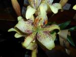 Lilie 'Suncrest' - LA hybridy (Lilium)