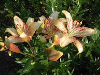 Lilie 'Suncrest' - LA hybridy (Lilium)
