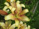 Lilie 'Suncrest' - LA hybridy (Lilium)