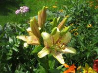 Lilie 'Suncrest' - LA hybridy (Lilium)