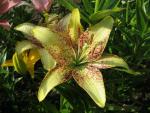 Lilie 'Suncrest' - LA hybridy (Lilium)