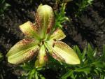Lilie 'Suncrest' - LA hybridy (Lilium)